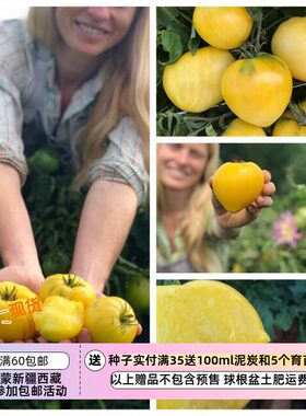 矮生早熟丰产甜甜甜满意