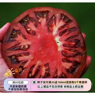 【种子】传家宝老品种  无限生长型 大番茄 紫色切诺基  5粒