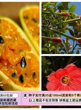 可食用百香果北香蕉百香果5粒