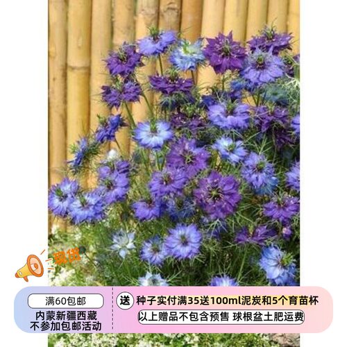 疯狂的小羊渐变花色黑种草