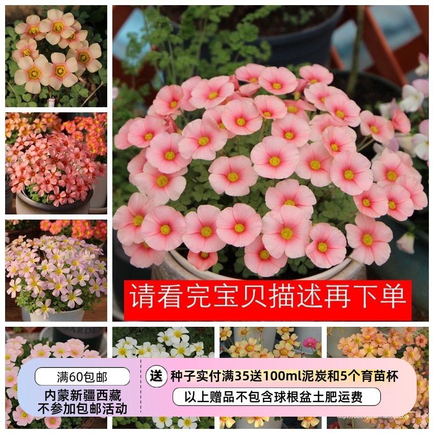 【现货球根】链接2秋植酢浆草球根 obtusa系列多花花期长,鲜花速递/花卉仿真/绿植园艺,种球/裸根,淘宝优惠券,粉丝福利购,淘宝优惠卷