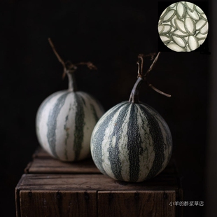 【种子】传家宝老品种 风味十足美味 银边南瓜籽 3粒