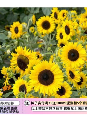 【种子】夏季耐热 打顶分支型 多花中等高度向日葵 舞阳黄色 5粒