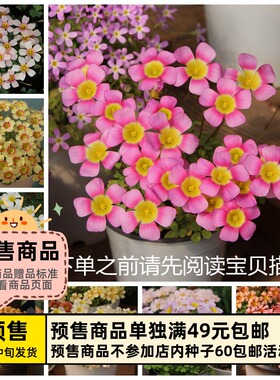 【预-售球根】链接3 秋植酢浆草球根 obtusa系列多花花期长