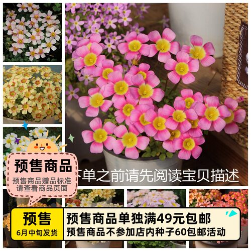 疯狂的小羊秋植酢浆草新手推荐