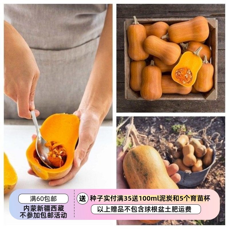 【种子】超-甜坚果味儿 小型南瓜 蜂蜜坚果 3粒,鲜花速递/花卉仿真/绿植园艺,家庭园艺种子,淘宝优惠券,粉丝福利购,淘宝优惠卷