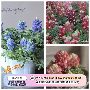 【种子】新花色 迷你可爱 鲁冰花 矮生小型德克萨斯羽扇豆 5粒