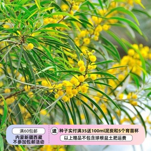 【种子】 多年生 覆盆子果酱金合欢树 5粒