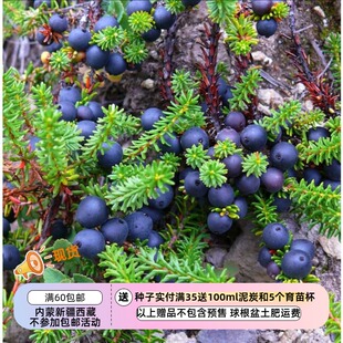 常绿匍匐灌木 多年生 可食用 黑莓 5粒 黑岩高兰 种子