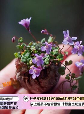 疯狂的小羊铙钹花小兔子花