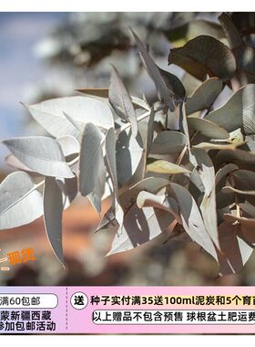 种子多年生尤加利桉树