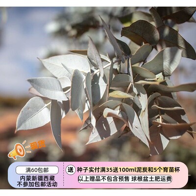 种子多年生尤加利桉树