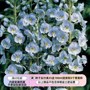 【种子】多年生 龙胆婆婆纳   蓝色条纹 10粒