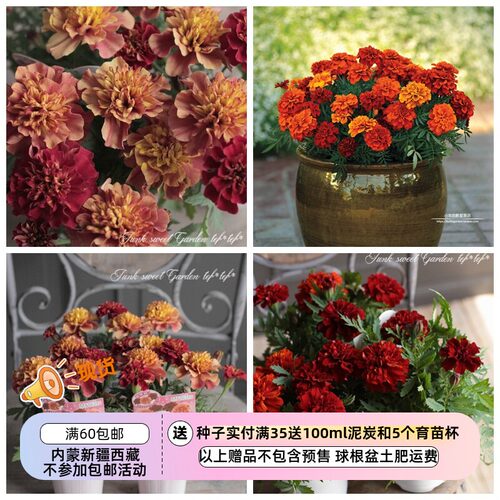 【种子】夏季 耐热 重瓣孔雀草  复古渐变色 有香味