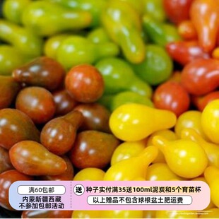 【种子】传家宝种子 樱桃番茄西红柿 梨滴系列  多种可选