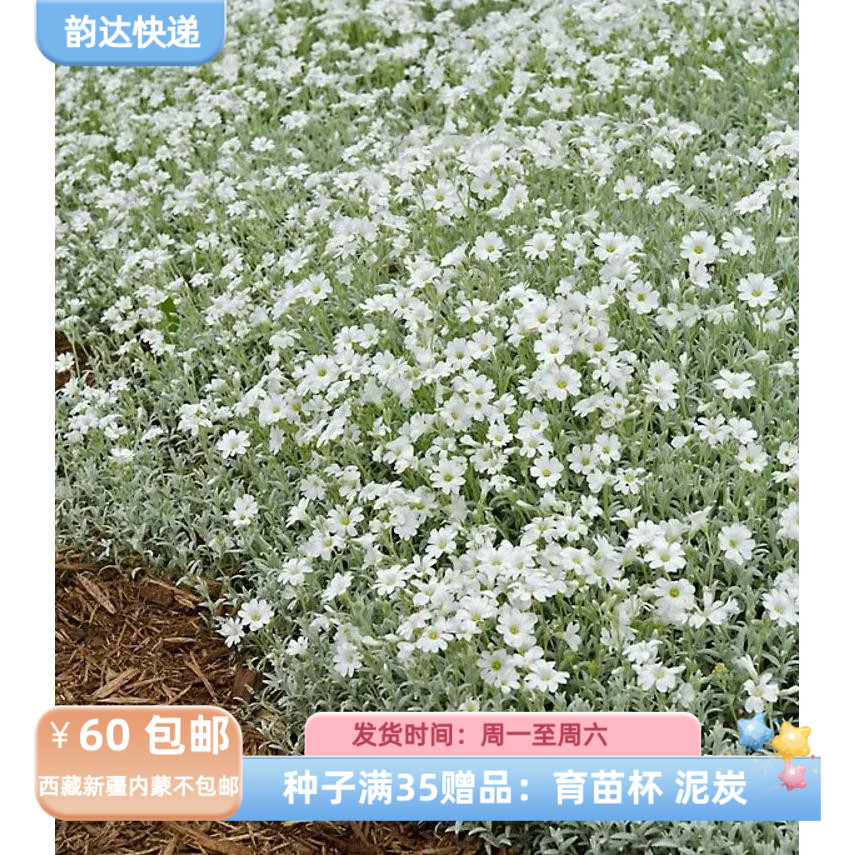 疯狂的小羊夏雪草悠悠球