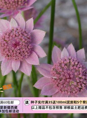 花朵更大的大花星芹糖粉色