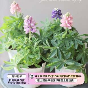 【种子】迷你小可爱 鲁冰花 矮生小型  天空羽扇豆 混色 5粒
