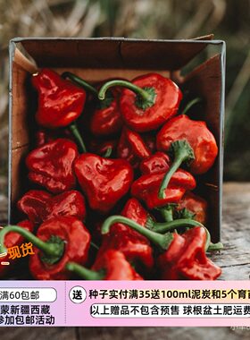 【种子】夏季耐热 超辣的 苏格兰帽 红色辣椒 5粒