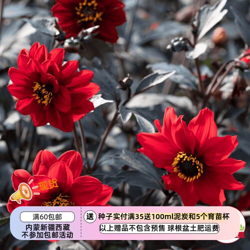 【种子】多年生 AAS观赏植物奖得主 大丽花 黑森林红宝石 5粒