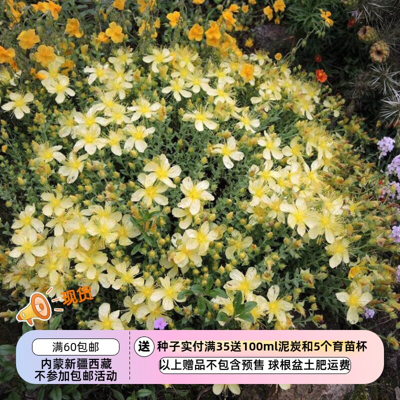 【种子】多年生 矮生金丝桃 浅黄色圣约翰草 月光 10粒图片