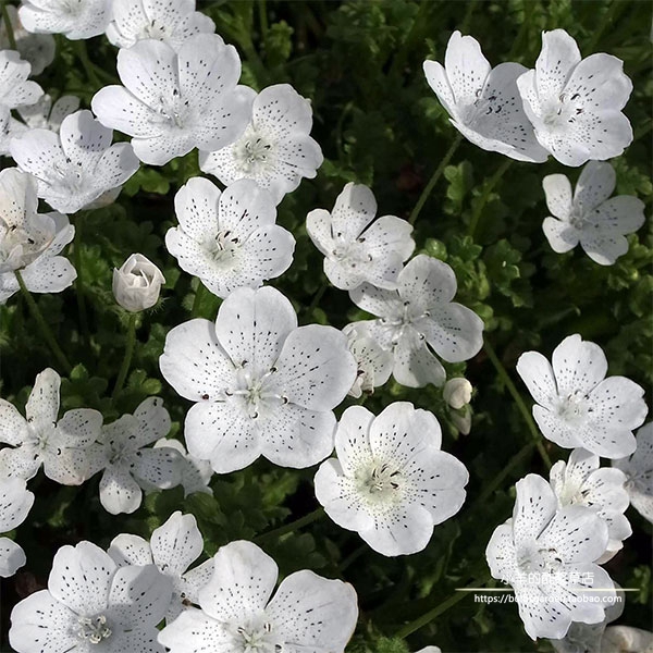 一年生喜林草暴雪20粒种子