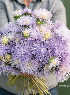 【种子】翠菊 针状花瓣 烟花花型 哈扎斯特·浅蓝色'  5粒