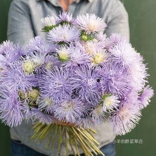 【种子】翠菊 针状花瓣 烟花花型 哈扎斯特·浅蓝色'  5粒