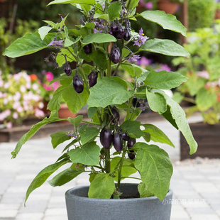 【种子】家庭菜园盆栽 矮生灌木小茄子  露台紫丛茄 10粒