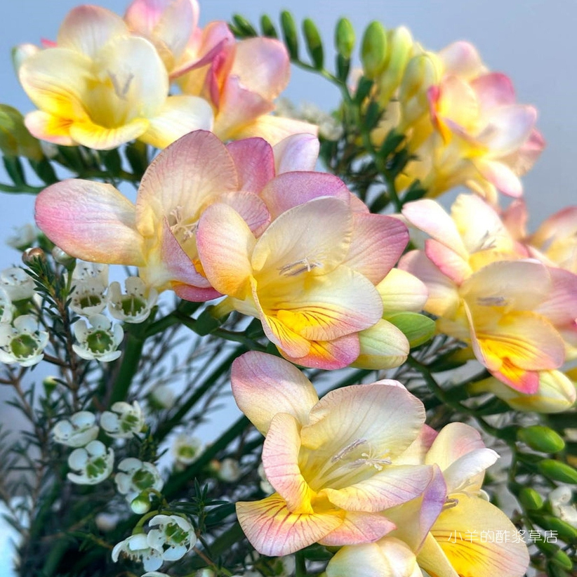 【球根】包邮香雪兰 小苍兰 香槟色 摩纳哥 5球