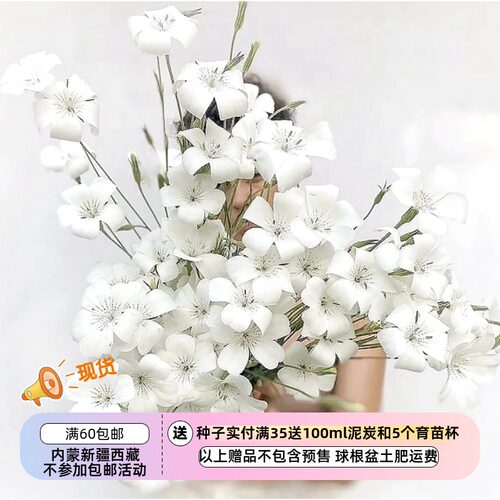 【种子】一年生 切花型 白色花 大麦仙翁 海洋珍珠  10粒