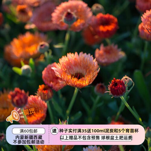 【种子】新品  桃杏色重瓣金盏菊 沸石灯  5粒