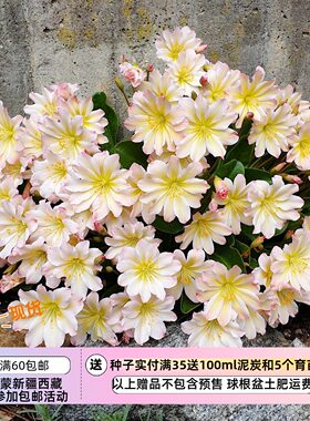 疯狂的小羊特鲁蒂利露薇花
