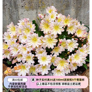 【种子】多年生  原生种大花露微花繁瓣花 特鲁蒂利露薇花 5粒