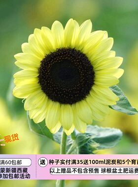【种子】夏季耐热 快速开花 矮生盆栽向日葵 情人节