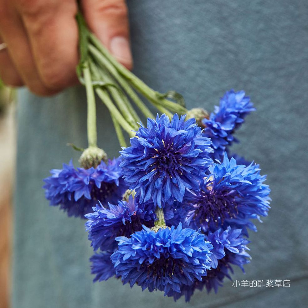 【种子】一年生草本 重瓣矢车菊  蓝色boy 10粒