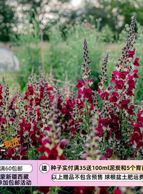 【种子】 一年生  盆栽/切花型金鱼草 酒红色/白色  昼夜 10粒
