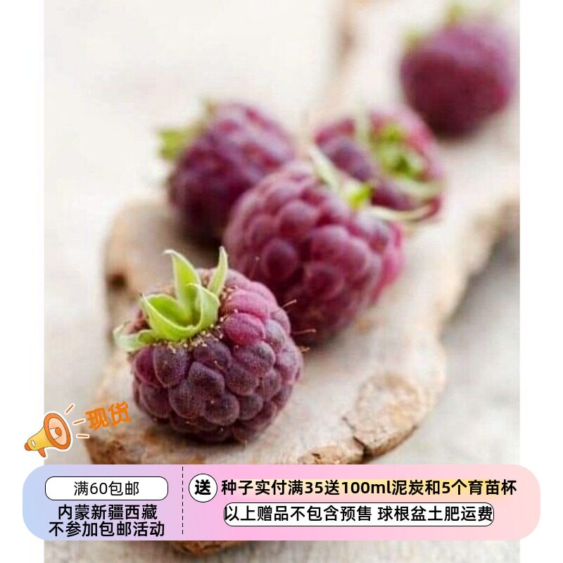 【种子】多年生小灌木  浆果覆盆子 树莓  紫红树莓 紫水晶  5粒