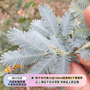 【种子】多年生 贝利氏相思树 库塔蒙德拉金合欢 5粒