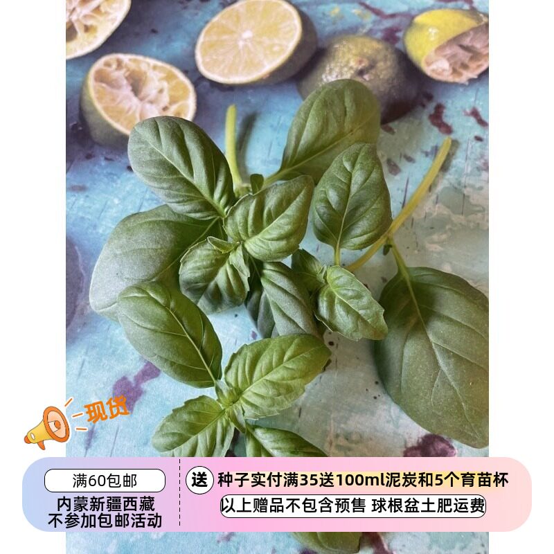 【种子】芳香浓郁的东方香草  东南亚风味 大叶泰国罗勒  10粒