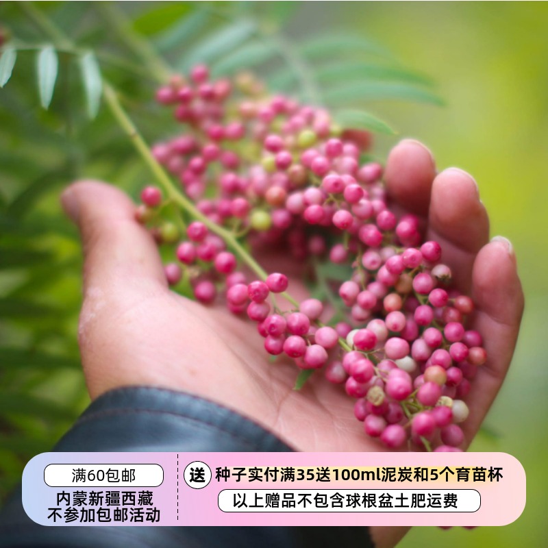 漆树科粉红胡椒秘鲁胡椒
