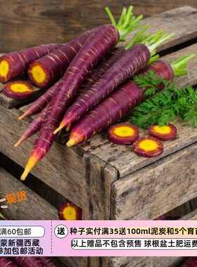 【种子表皮紫色 果肉橙色 宇宙紫胡萝卜 10粒