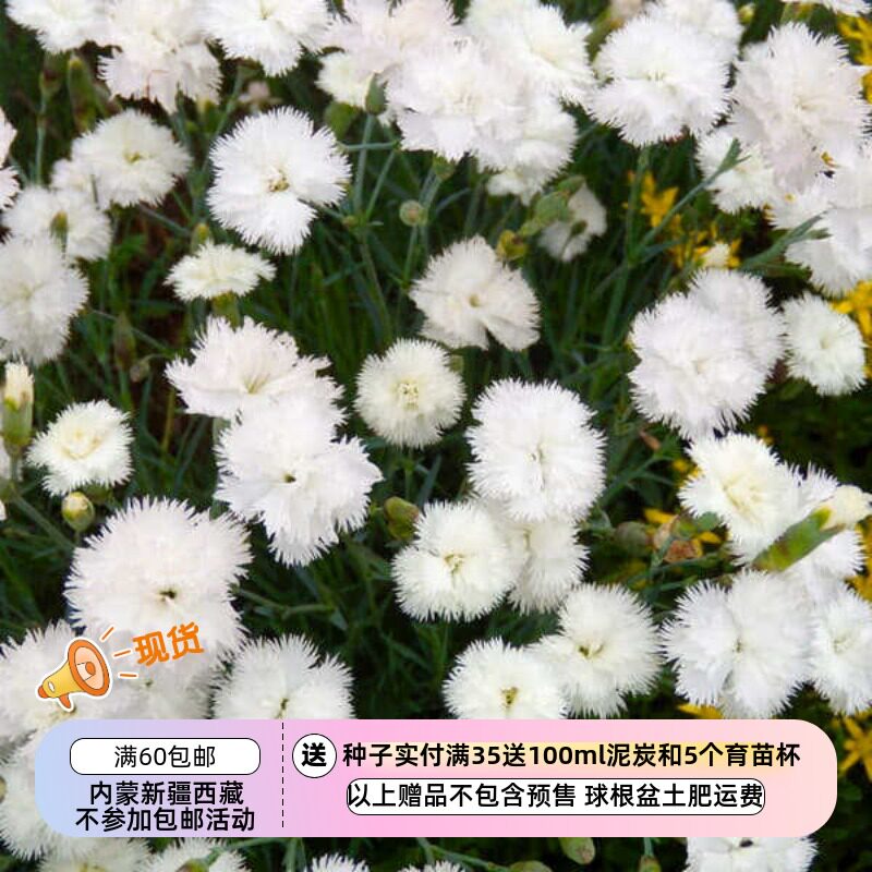 疯狂的小羊羽裂石竹康乃馨图片