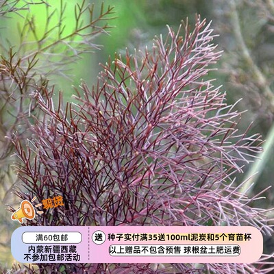 【种子】多年生 香草类 可食用  紫色茴香 青铜色茴香  10粒