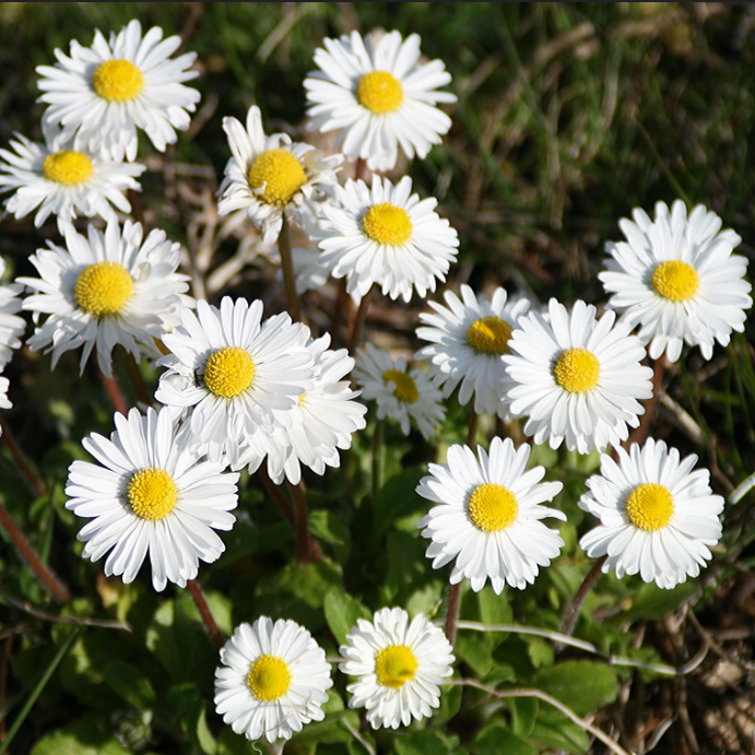 小型原生种英国小雏菊白色