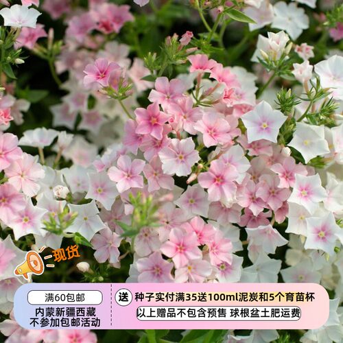 清新福禄考盆栽脸红新娘花色渐变