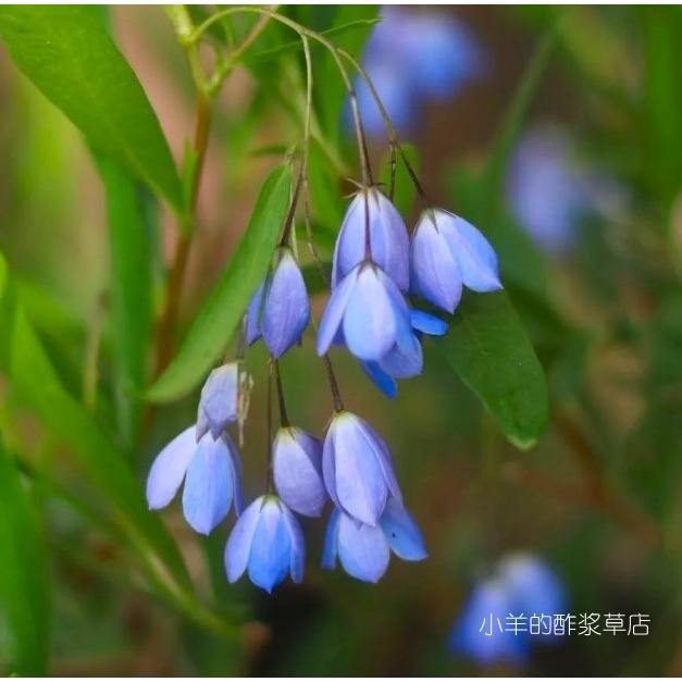 疯狂的小羊澳洲蓝钟花