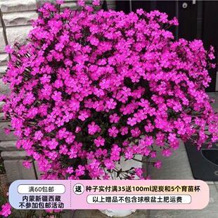 【种子】种子 适合新手 开花快花期长 蝇子草 玫红色 10粒