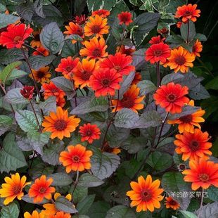 【种子】多年生 赛菊芋 花色渐变 心血 滴血的心 5粒