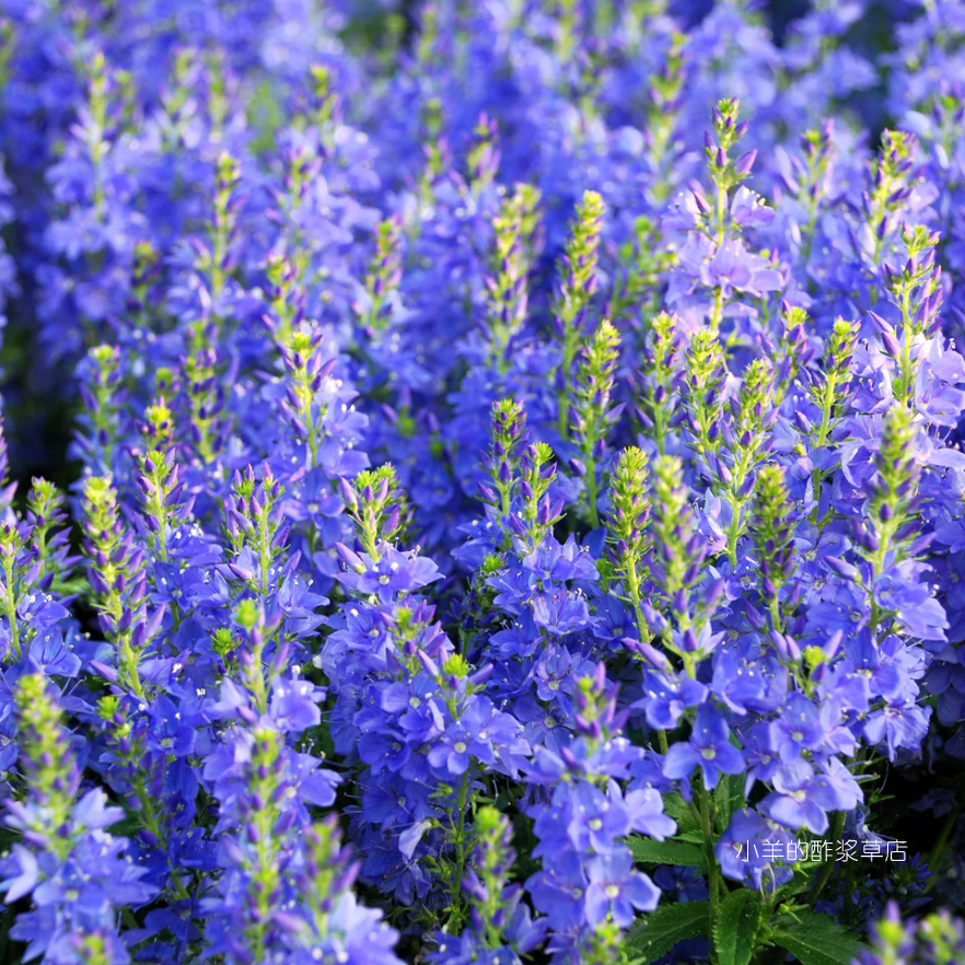 【种子】多年生 匍匐婆婆纳 奥地利婆婆纳  宝石蓝色 10粒